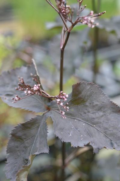 Petersilie, Rote Japanische (Pflanze)